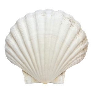 Ракушка Морской гребешок большая белая №7401