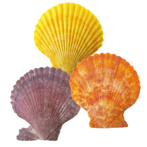 Ракушка Морской гребешок цветная №7402